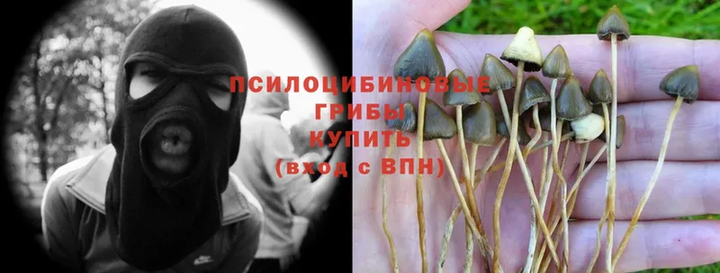 мега сайт  Нахабино  Псилоцибиновые грибы Psilocybe 